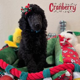 Cranberry - Black female Poodle puppy in Nederland, Texas from Lingo Standard Poodles
