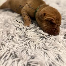 Thistle - Fawn male Great Dane puppy in Norton, Ohio from Guilty Pleasure Great Danes & Frenchies