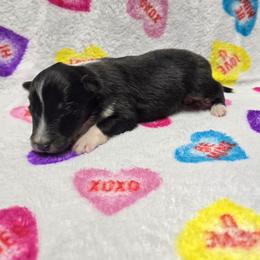 Arrow - Black white and tan male Shetland Sheepdog puppy in Wapello, Iowa from Willow Rayne shelties and more