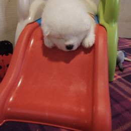 Borzoi and Samoyed Puppies from Kalabria