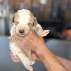 Bernedoodle, Double Doodle, and Saint Berdoodle Puppies from Remington Kennels, LLC