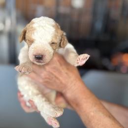 Bernedoodle, Double Doodle, and Saint Berdoodle Puppies from Remington Kennels, LLC