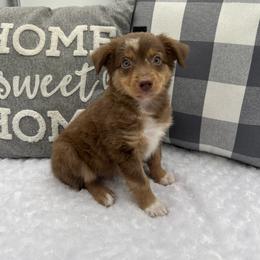 Miniature Australian Shepherd Puppies from B my Sunshines Mini Aussies