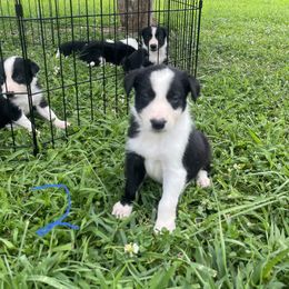 Boy 2 - Border Collie puppy in Woodruff, South Carolina from Megan's Pups