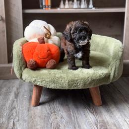 Olive - Sable female Goldendoodle puppy in Winter Park, Florida from Doodles & Poodles by Tiki