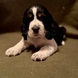 English Springer Spaniel Puppies from Soaring Springers