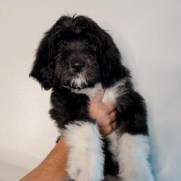 Nova - Black and white female Sheepadoodle puppy in Wabash, Indiana from DOODCompany