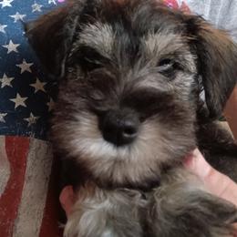 Tan Collar Male - Salt and pepper male Miniature Schnauzer puppy in Asheville, North Carolina from Farbe Miniature Schnauzers