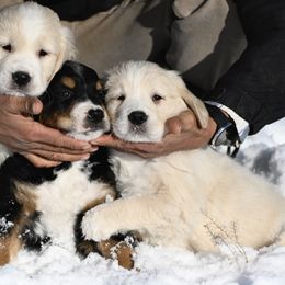 Golden Mountain Dog puppies from Grateful Bernese & Gage's Goldens