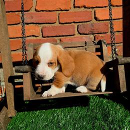 Carl - Red and white male Basset Hound puppy in Bellaire, Ohio from Blessed Bassets