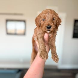 Sleepy - Black Collar - Red  male Goldendoodle puppy in Billings, Montana from Montana Raised Doodles