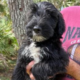 Boy 1 - Black male Whoodle puppy in Sebastian, Florida from Perri’s Whoodles
