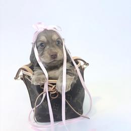 Kelly Kapowski - Chocolate and cream female Dachshund puppy in Perris, California from The Dach House