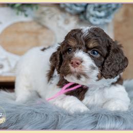 Rue - Brown and white female Cockapoo puppy in Connersville, Indiana from Deaz Doodle Ranch