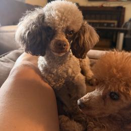 Poodle puppies from 3 Gun Retrievers