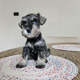 Male 3 - Salt and pepper male Miniature Schnauzer puppy in Chino, California from So Cal Schnauzer