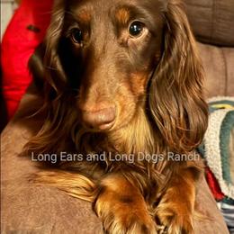 Dimitry - Dachshund