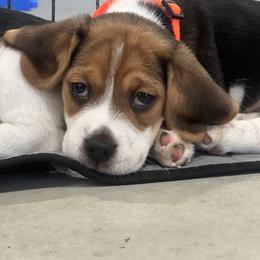 Beagle Puppies from Leslie Beagles of Leslie Farm