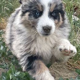 Australian Shepherd Puppies from Bears Paw Aussies