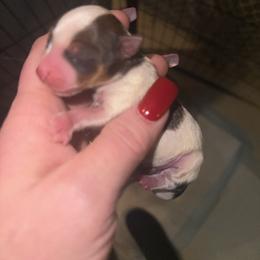 Uno - Chocolate and tan male Yorkshire Terrier puppy in Florence, Kentucky from 4paws4ever by Design