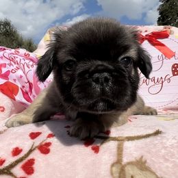 Mike - French Bulldog puppy in Titusville, Florida from Raptor Frenchies