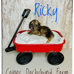 Ricky - Brindle male Dachshund puppy in Cincinnati, Ohio from Caines Dachshund Farm