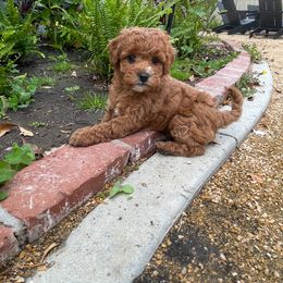 Cavapoo Puppies from SoCal Cavapoos