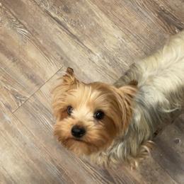 Yorkshire Terriers from Baile Donn Farms