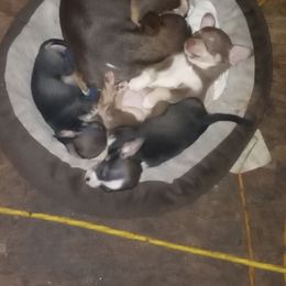 Chihuahua puppies from Aynor Chihuahuas