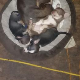 Chihuahua puppies from Aynor Chihuahuas