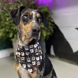 Catahoula Leopard Dogs from Path Valley Catahoulas