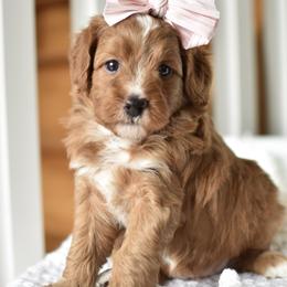 Marigold - Apricot female Goldendoodle puppy in Berlin, Ohio from Doodle Babys