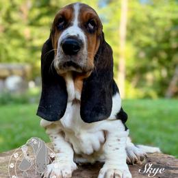 Skyee - Black white and brown female Basset Hound puppy in Dingess, West Virginia from Tuckers' Howling Hounds