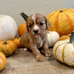 Spice - Ruby Cavalier King Charles Spaniel puppy in Greenwood, Arkansas from Blackberry Patch Farm