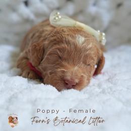 Poppy - Red  female Goldendoodle puppy in Atlanta, Georgia from Teddy Puppies