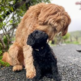 Australian Labradoodle Puppies from Starlight Ridge Australian Labradoodles