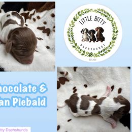 Chocolate Piebald - Piebald male Dachshund puppy in Tecumseh, Oklahoma from Little Bitty Dachshunds