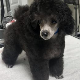 Poodles from Allizon Farm