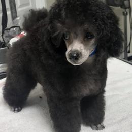 Poodles from Allizon Farm