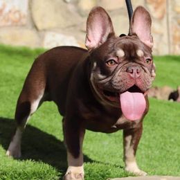 French Bulldogs from Dixon's Kennel