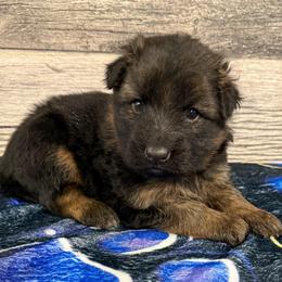 Purple female - Black and red female German Shepherd puppy in Herrick, South Dakota from Dakota Shepherds Kennels