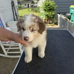 Australian Shepherd Puppies from Starlit Grove Australian Shepherds
