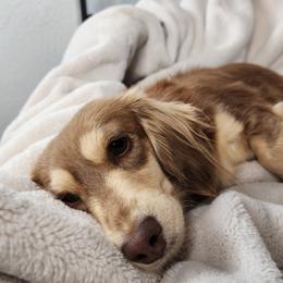 Love - Dachshund