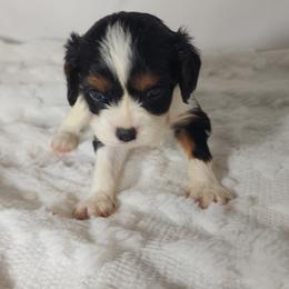 AKC JOSH - Tri-color male Cavalier King Charles Spaniel puppy in Joplin, Missouri, Missouri from HOL-A-DA CAVALIERS