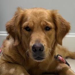 Nilah - Golden Retriever