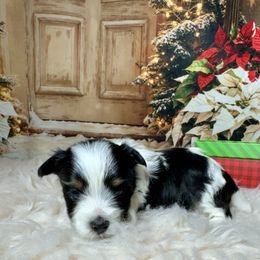 AKC Max  3300 - Black tan and white male Biewer Terrier puppy in Nicholls, Georgia from Southeast Biewers