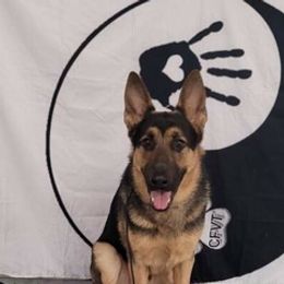 German Shepherds and Rottweilers from Von Ziegler Haus