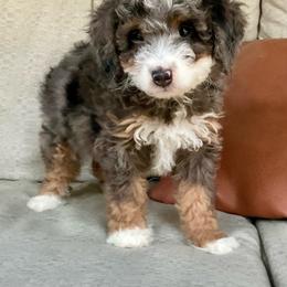 Olive - Blue merle female Bernedoodle puppy in Apple Creek, Ohio from Cuddle Paws