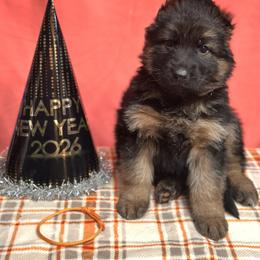 Xantos - Orange - Black and red male German Shepherd puppy in Iola, Wisconsin from Aus Hütehunde German Shepherds