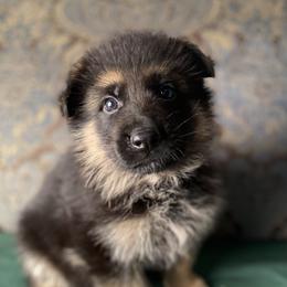 Green collar boy - Black and red male German Shepherd puppy in Coleta, Illinois from Four Leaf Farm- Vom Vierblättriges Bauernhof